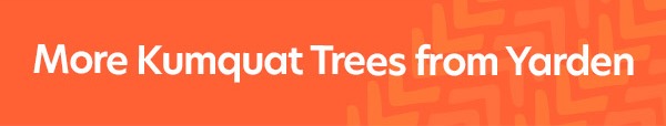Kumquat Trees