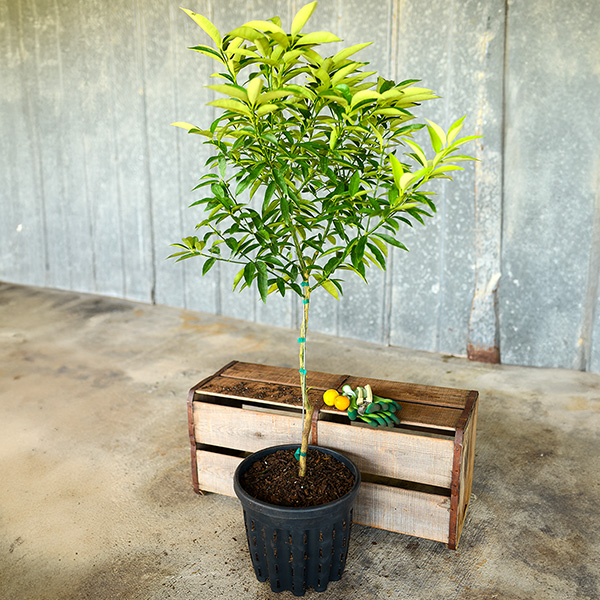 Image of Nagami Sour Kumquat Tree