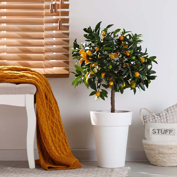 Image of Meiwa Sweet Kumquat Tree
