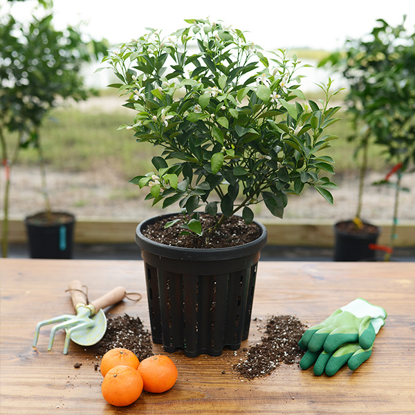 Image of Calamondin (Calamansi) Tree