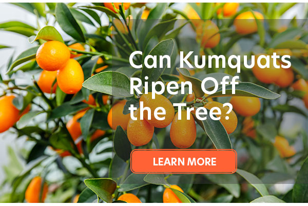 Can Kumquats Ripen Off the Tree?
