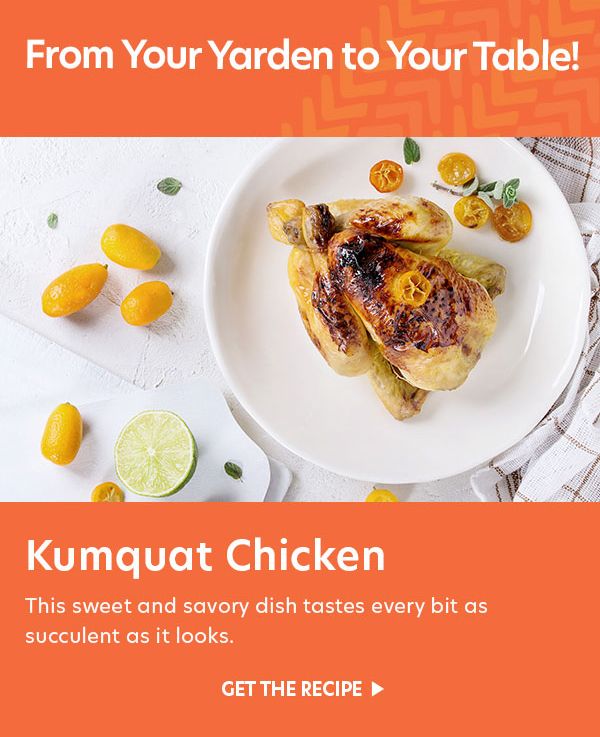 Kumquat Chicken