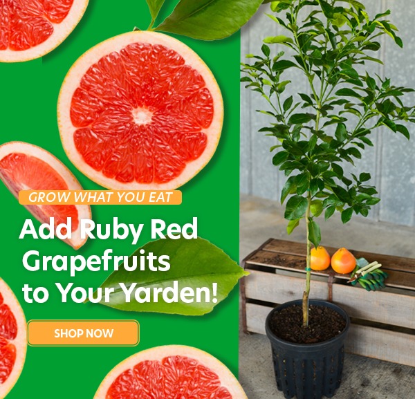 Grapefruit Trees