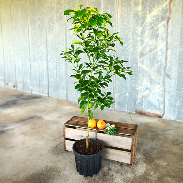 Image of Ruby Red Grapefruit Tree