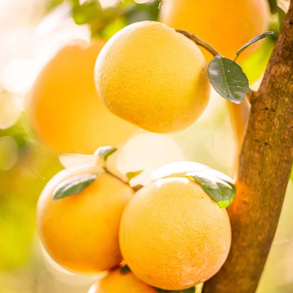 Image of Rio Red Grapefruit Tree