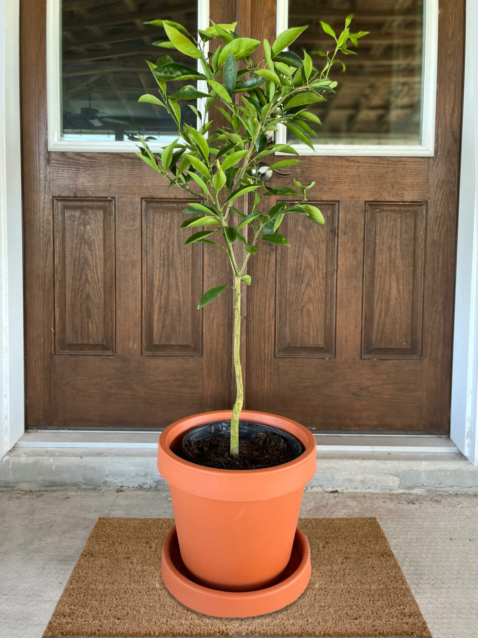Image of Pummelo Tree