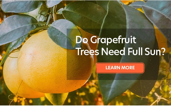 Do Grapefruit Trees Need Full Sun?