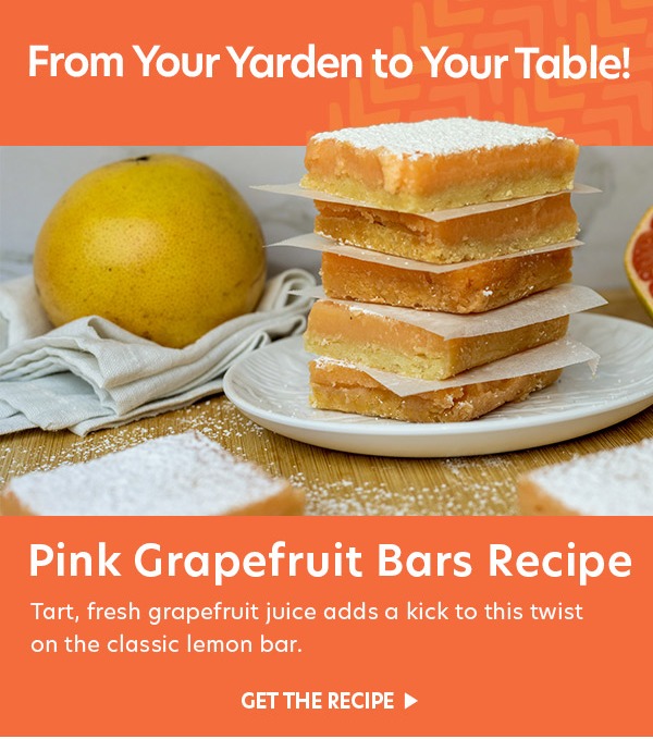 From Yarden to Table: Pink Grapefruit Bars Recipe