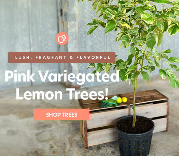 Pink Variegated Lemon Tree