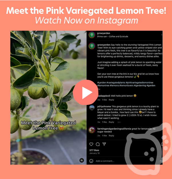 Pink Variegated Lemon Tree Instagram