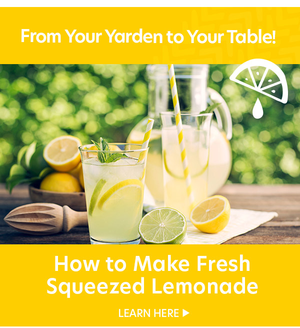 Fresh Lemonade