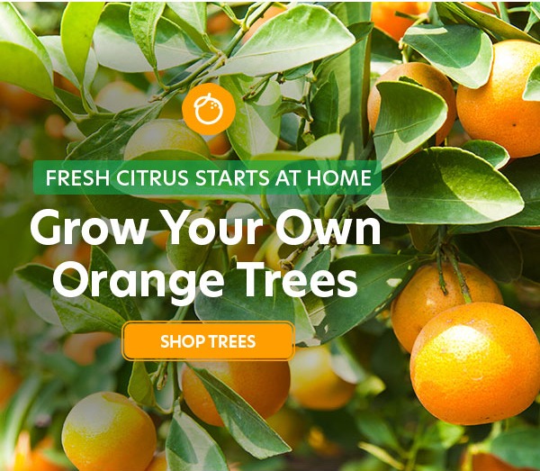 Orange Trees