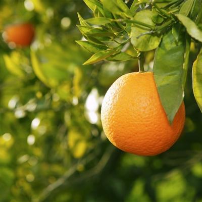 Image of Dwarf Valencia Orange Tree