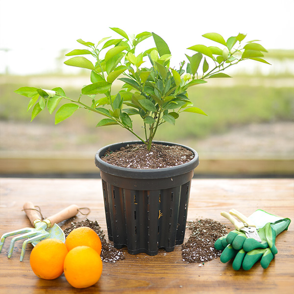 Image of Valencia Orange Tree