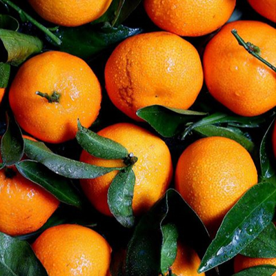 Image of Hamlin (Louisiana) Sweet Orange Tree