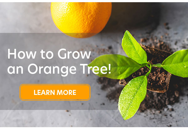 How to Grow an Orange Tree?