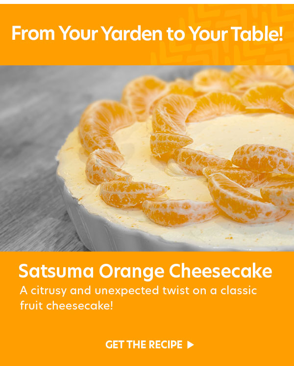 From your Yarden to Your Table: Satsuma Orange Cheesecake