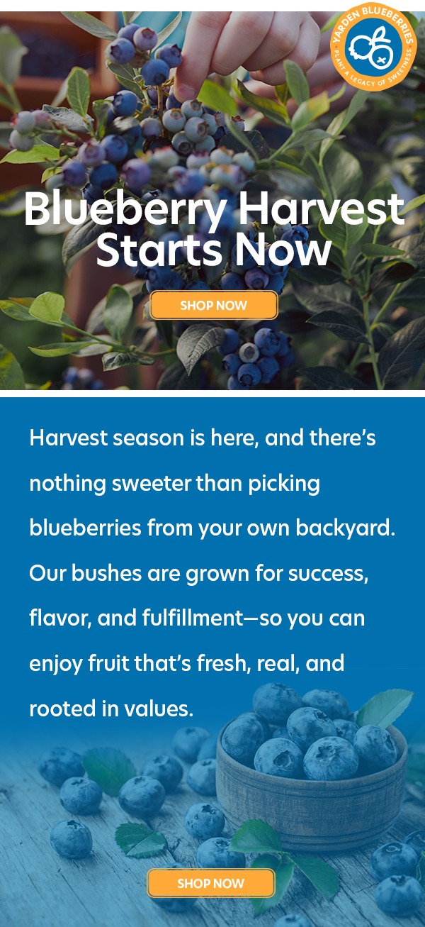 Berries from Yarden