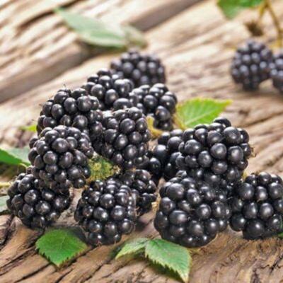 Image of Chester Blackberry Plant