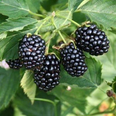 Image of Arapaho Blackberry Plant