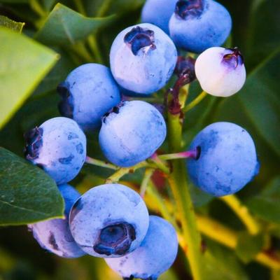 Image of Emerald Blueberry Plant