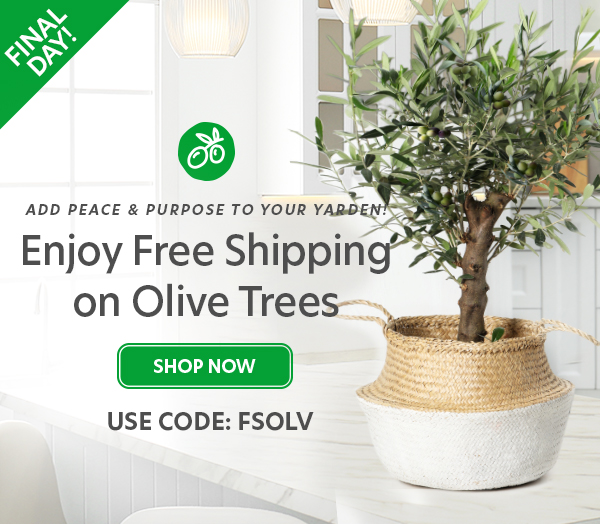 Free Shipping on Olive Trees
