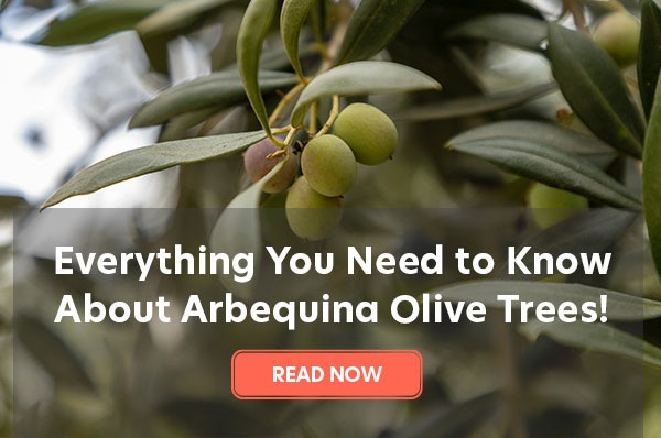 Everything You Need to Know About Arbequina Olive Trees!