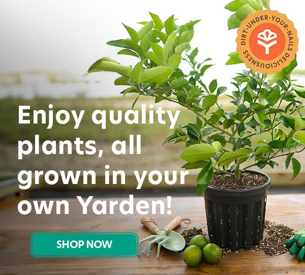 Start your Yarden Today!