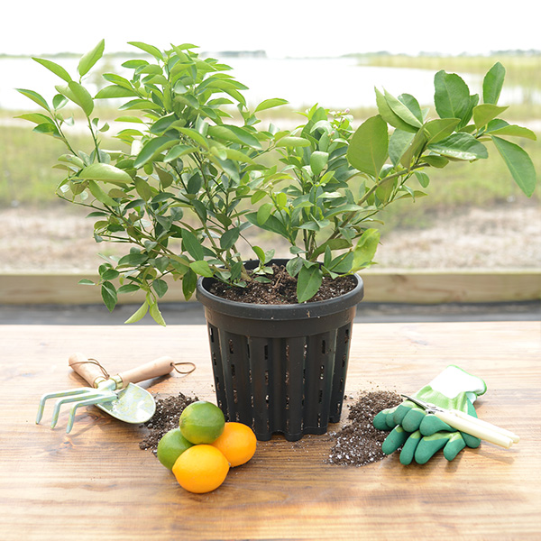 Image of Cocktail Tree - Meyer Lemon / Key Lime