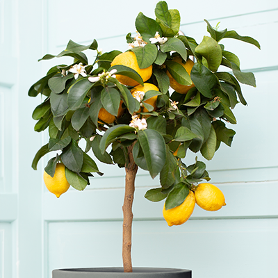 Image of Dwarf Improved Meyer Lemon Tree