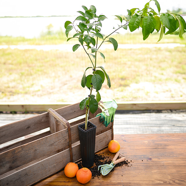 Image of Ruby Red Grapefruit Tree