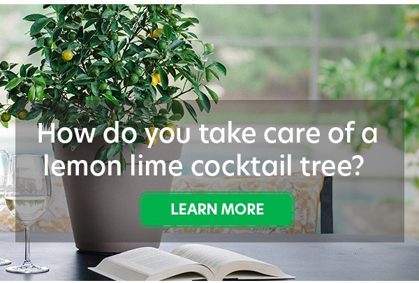 How do you take care of a lemon lime cocktail tree?