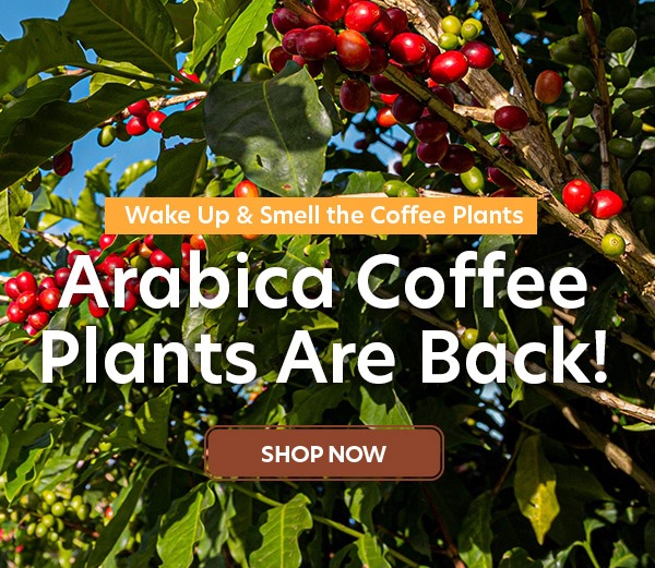Arabica Coffee Plants Are Back