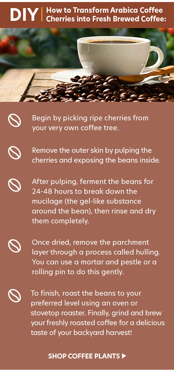 Arabica Coffee Plants are back