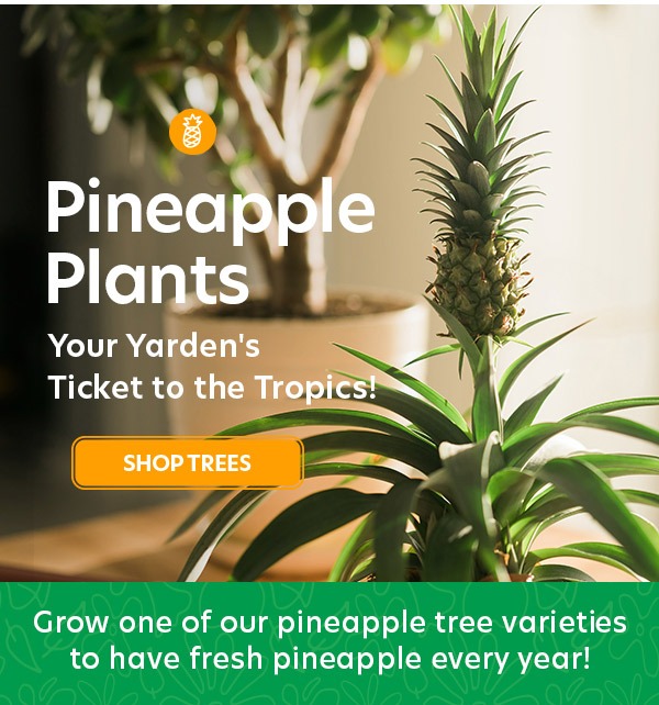 Pineapple Plants