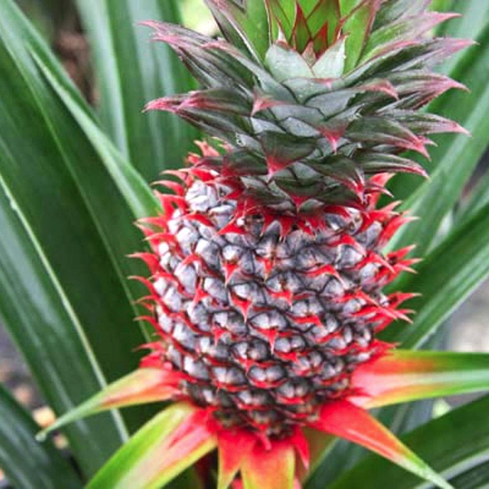 Image of Florida Special Pineapple Plant