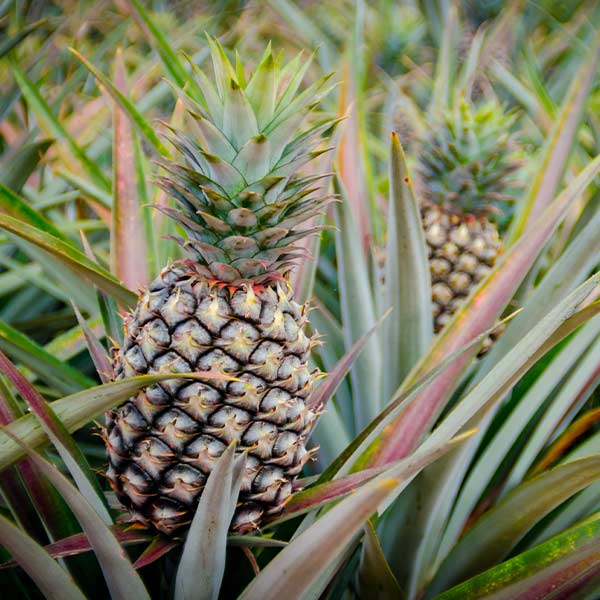 Image of Sugarloaf Pineapple Plant