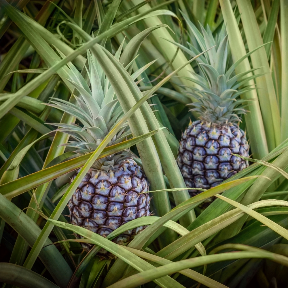 Image of White Jade Pineapple Plant