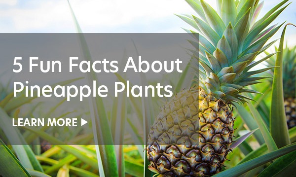 Pineapple Fun Facts