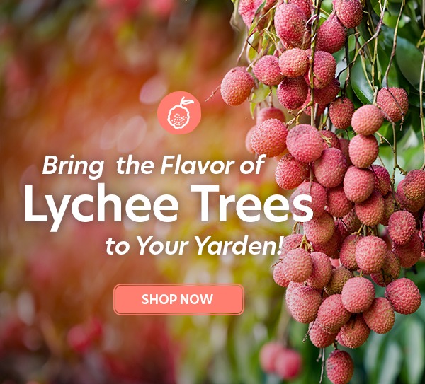 Lychee Trees