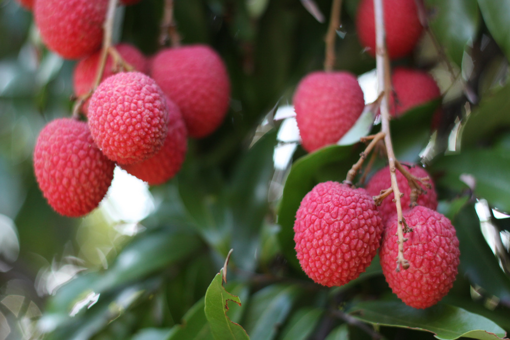 Image of Sweetheart Lychee Tree