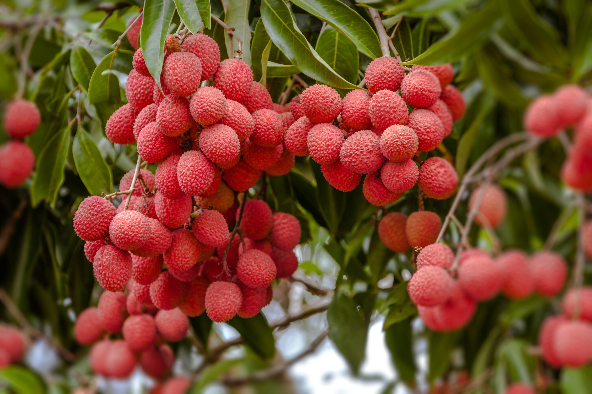 Image of Lychee Tree  - Mauritius