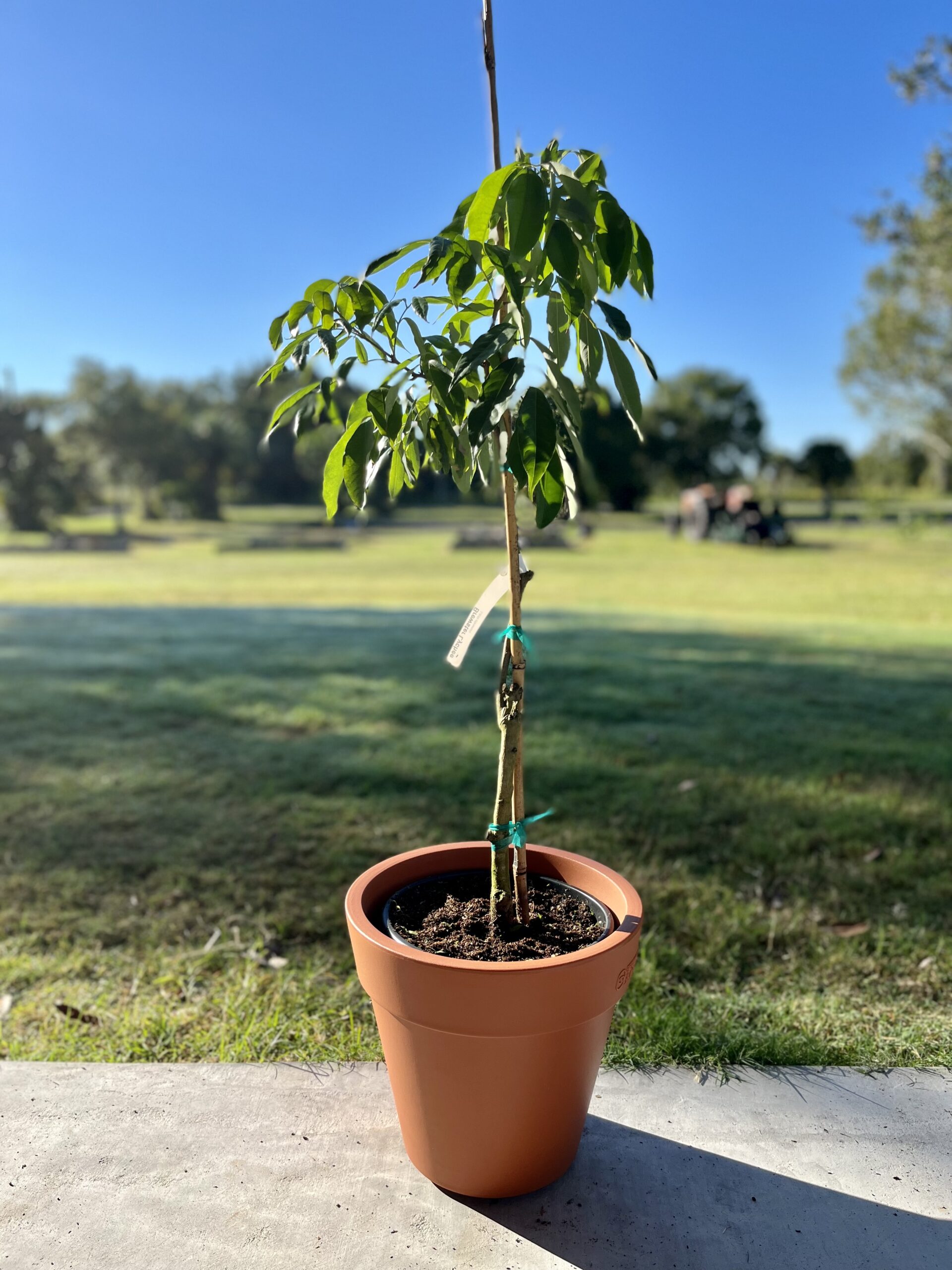 Image of Brewster Lychee Tree