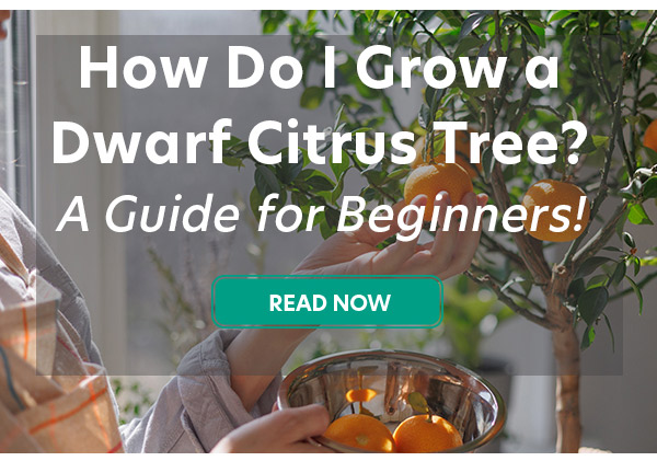 How Do I Grow a Dwarf Citrus Tree? A Guide for Beginners!