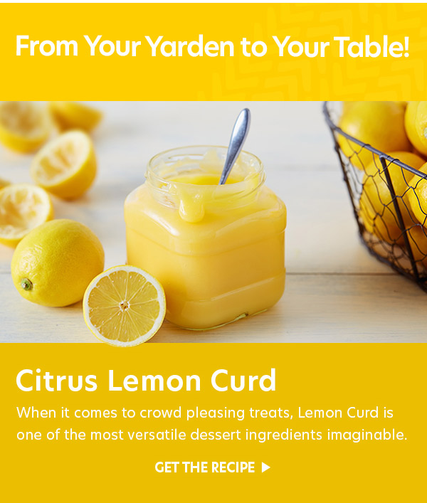 From Your Yarden to Your Table: Citrus Lemon Curd