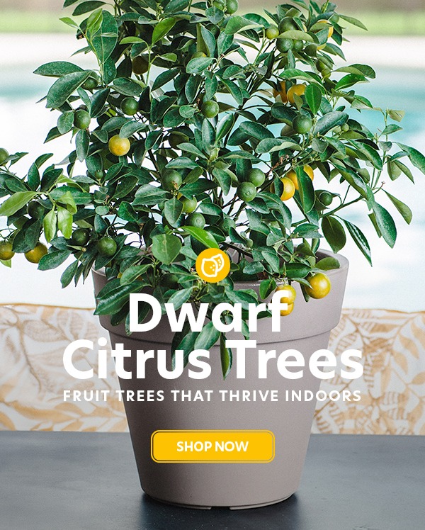 Dwarf Trees