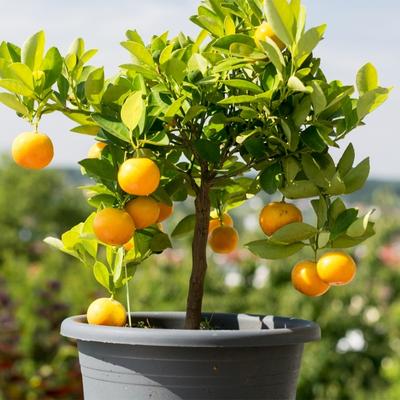 Image of Dwarf Washington Navel Orange Tree