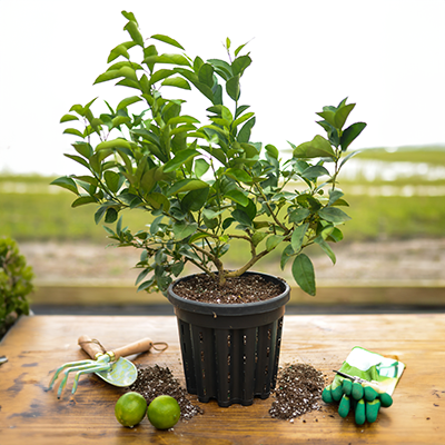 Image of Dwarf Key Lime Tree