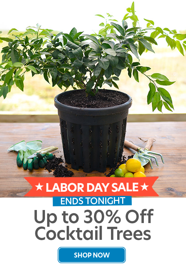 Cocktail Trees up to 30%