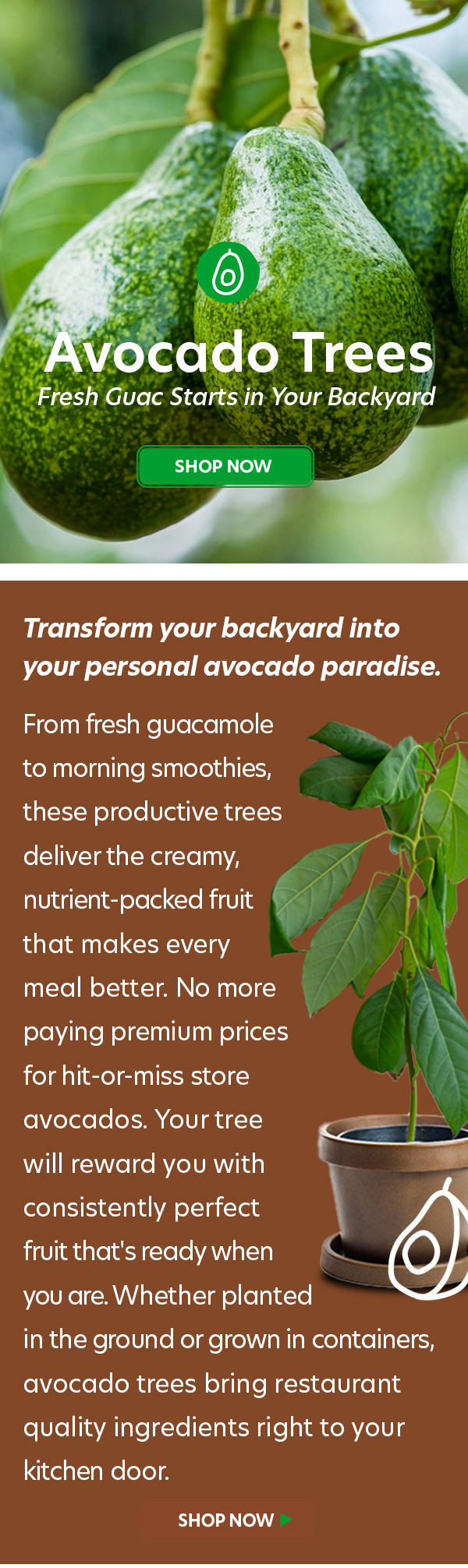 Avocado Trees